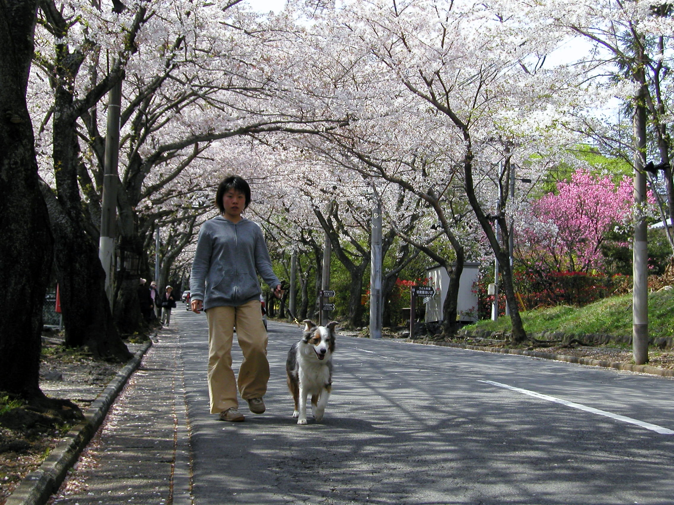 伊豆高原桜祭り　桜並木